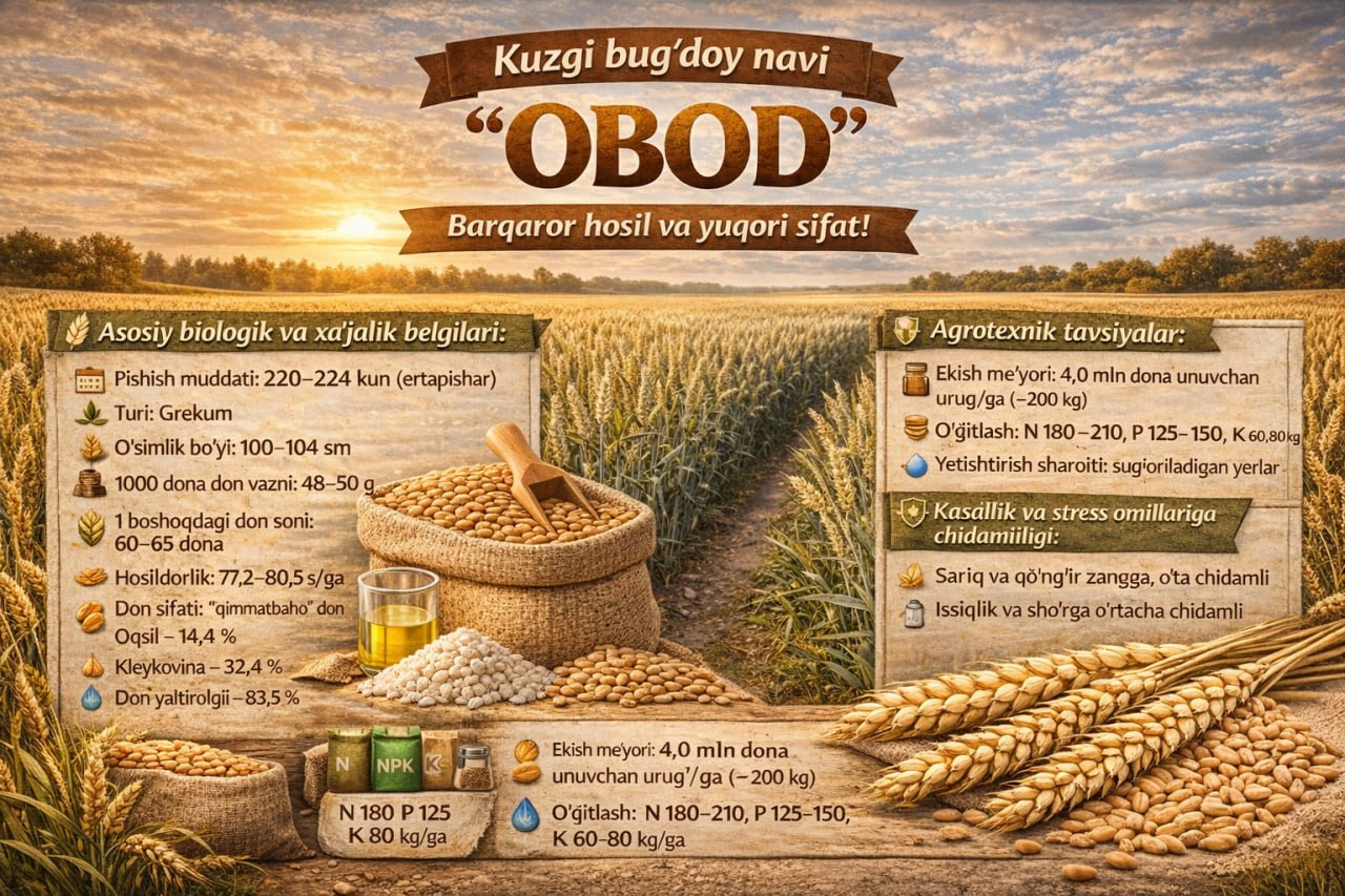 Сорт осенней мягкой пшеницы «Обад» — стабильная урожайность и высокое качество.