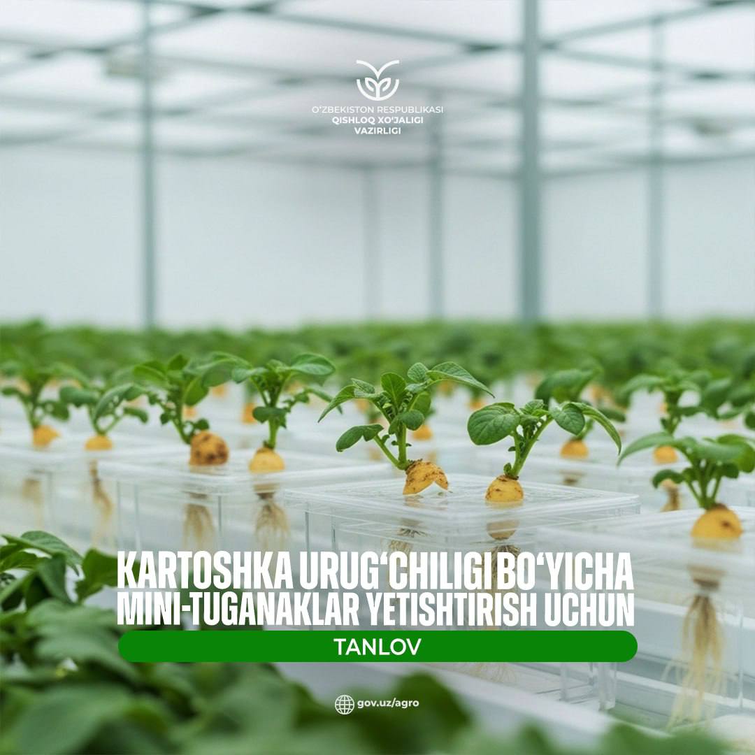 Объявлен конкурс на выращивание мини-картошки