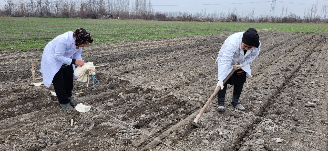 Научные исследования проводятся на сортообразцах яровой пшеницы.
