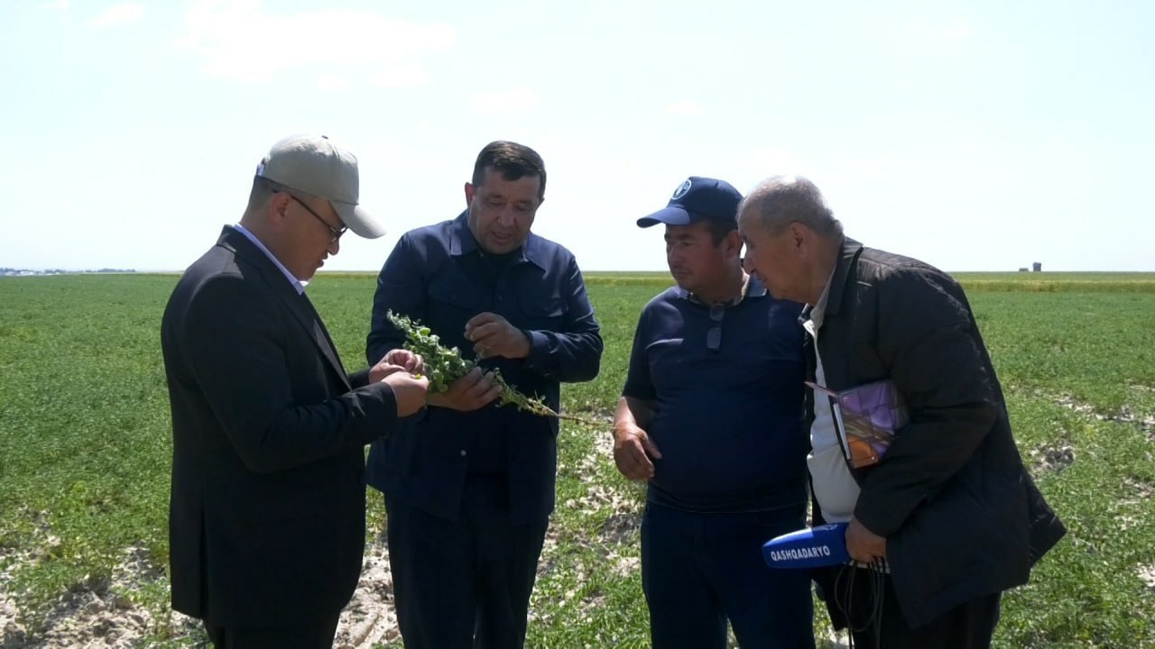 На засушливых землях внедряют технологию «No-Till»