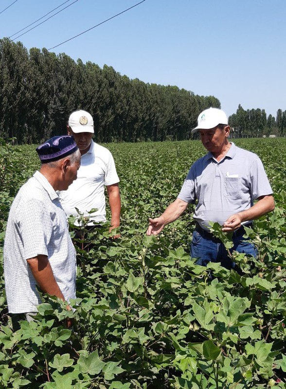 Fargona_avgust