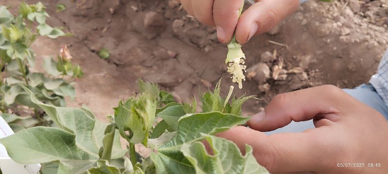Qashqadaryoda mahalliy va xorijiy gʻoʻza navlari ishtirokida bekkross tadqiqotlari oʻtkazilmoqda