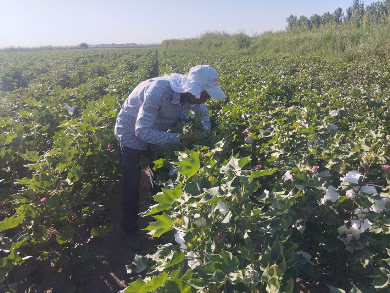 Qishloq xo‘jaligida bilim va innovatsiyalar milliy markazi tizimidagi Paxta seleksiyasi, urugʻchiligi va yetishtirish agrotexnologiyalari ilmiy-tadqiqot institutining ilmiy-tajriba stansiyalarida…