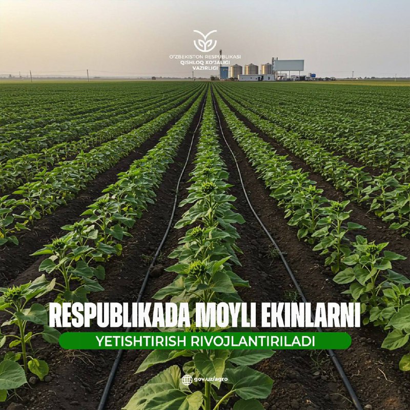 Respublikada moyli ekinlarni yetishtirish rivojlantiriladi