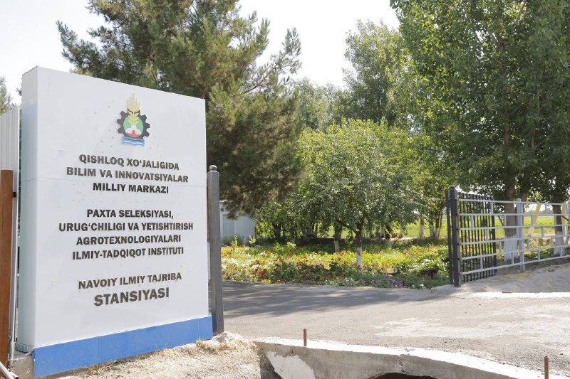Paxtachilikda ilmiy yondashuv: Navoiyda yangi navlar sinovdan o‘tkazilmoqda