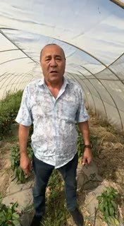Pomidor, bodring va shirin qalampirni oqpashsha va pomidor kuyasidan asrashni xohlaysizmi?