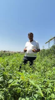 Tanishing: fizalis – yangi ekin turi!