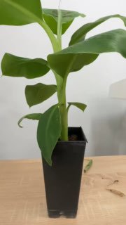 Banan barglariga dog’ tushyaptimi?