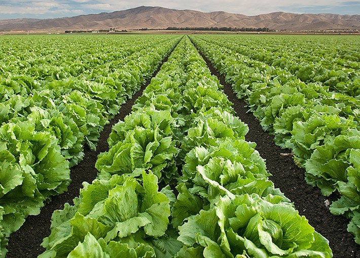 Agro_tavsiya