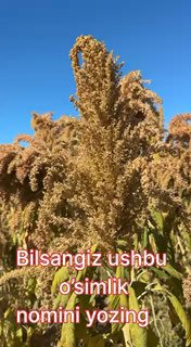 Ushbu o‘simlik nimaligini bilasizmi?