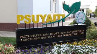 paxta_kuni