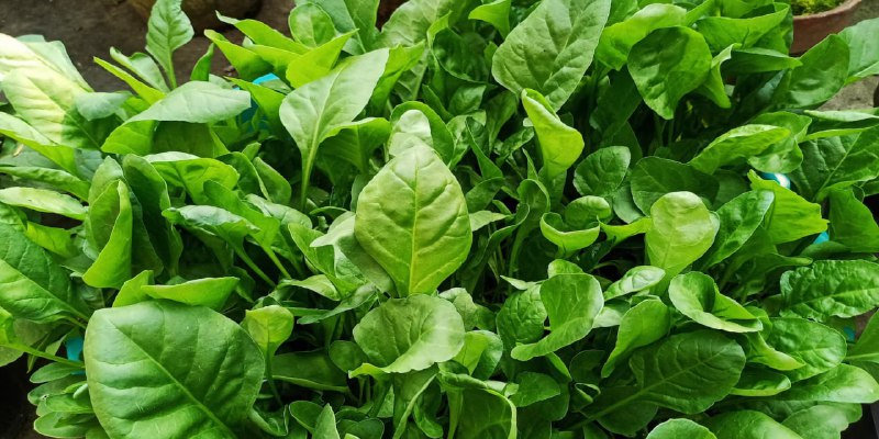 AGRO_TAVSIYA
