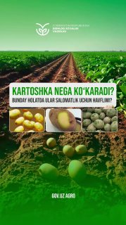 Kartoshkaning qaysi turi iste’molda xavfli hisoblanadi?