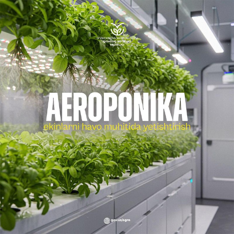 Aeroponika – ekinlarni havo muhitida yetishtirish. Bu jarayon qanday amalga oshiriladi?