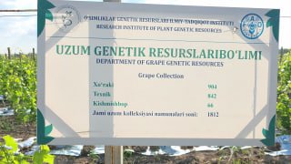 Uzum_genetik_resurslari