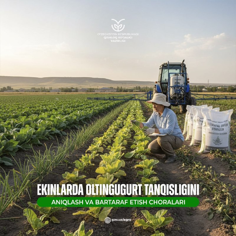 Ekinlarda oltingugurt tanqisligini aniqlash va bartaraf etish choralari