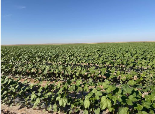 AGRO_TAVSIYA