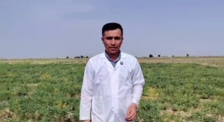 G‘uzorda xorijiy ekin navlari sinovdan oʻtmoqda