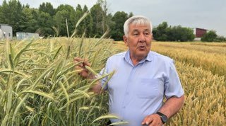 Tritikale o‘simligi haqida nima bilasiz?
