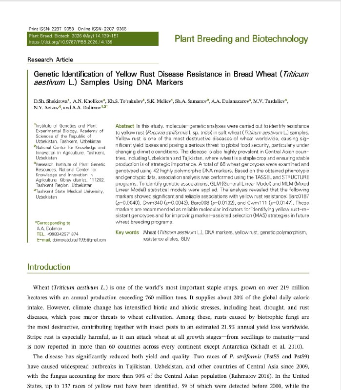 Oʻzbekistonlik olimlar bugʻdoyning sariq zang kasalligiga chidamli genotiplarini aniqladi