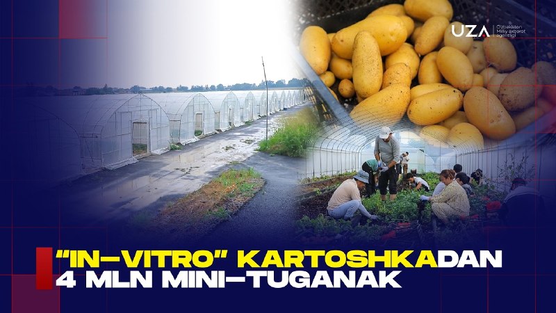 Kartoshkachilikda innovatsion yondashuv: “in-vitro” texnologiyasi asosida dastlabki mini-tuganaklar yig‘ib olinmoqda