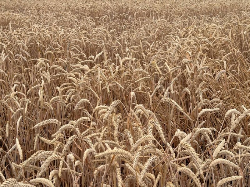 Tritikale — yuqori oqsilli va serhosil don ekini