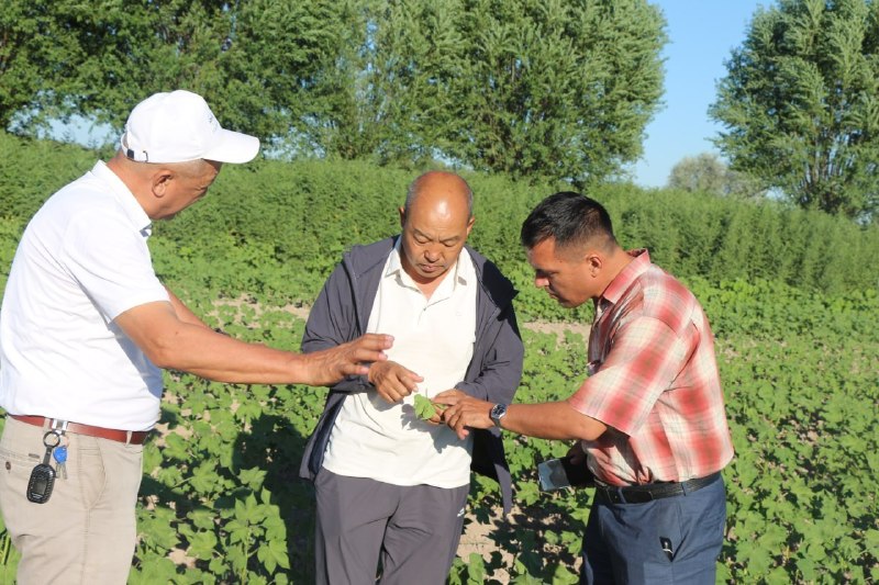 Xalqaro hamkorlik doirasida agrotexnologik monitoring ishlari amalga oshirildi