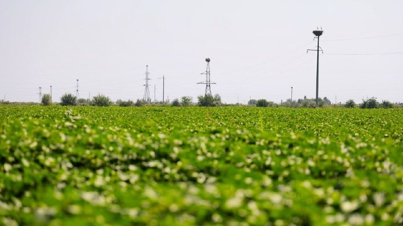 Sirdaryoda g‘o‘za va jut maydonlarida agrotexnik tadbirlar muhokama qilindi