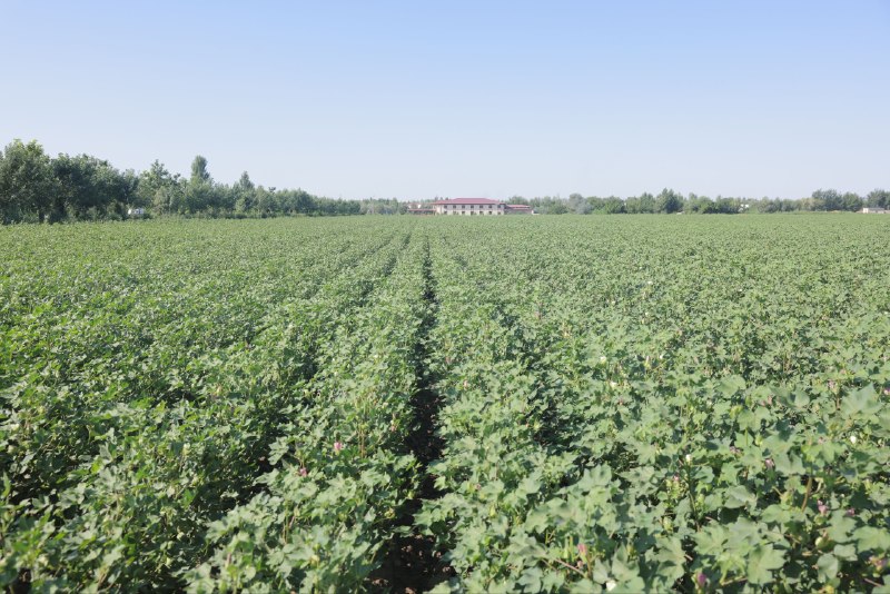 Ilmiy tavsiyalar asosida bajarilgan agrotexnik tadbirlar hosil taqdirini belgilaydi