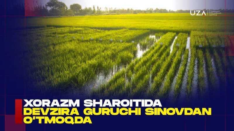 Xorazm sharoitida "Oq qiltiqli" va "Qora qiltiqli" sholi navlari sinovdan o‘tkazilmoqda