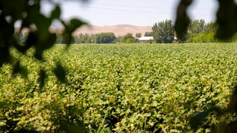 Paxtachi tumanida agrotexnik tadbirlar samaradorligi baholandi