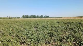 Milliy markaz tizimidagi Janubiy dehqonchilik ilmiy-tadqiqot institutida ICARDA bilan hamkorlikda muhim ilmiy-amaliy tajribalar olib borilmoqda.