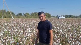 Etefon bilan ishlov berilgan g‘o‘za maydonidagi natija