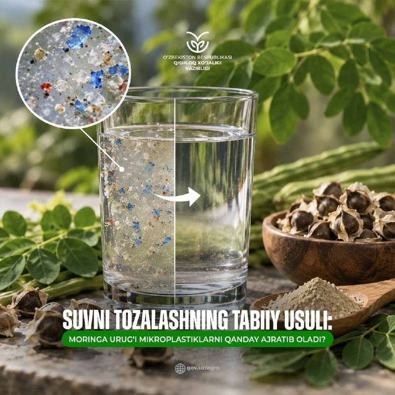 Suvni tozalashning tabiiy usuli: moringa urug‘i mikroplastiklarni qanday ajratib oladi?