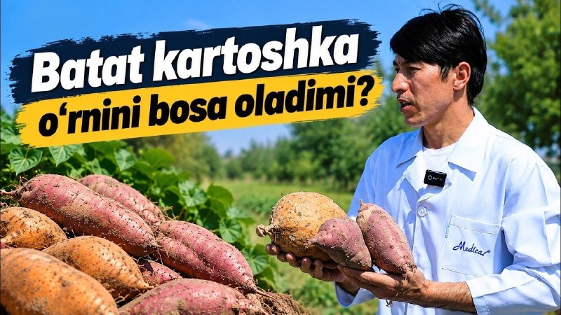Batat kartoshka o‘rnini bosa oladimi?