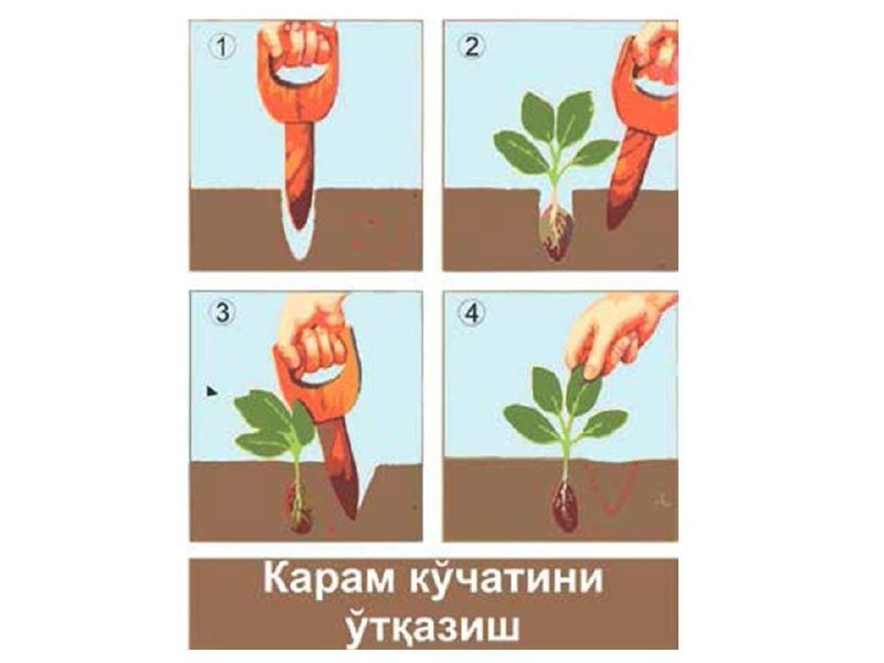 Karam koʼchatini ekish