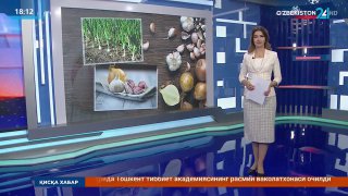 O‘zbekiston 24” telekanalining “Fakt 24” dasturida “Sabzavot, poliz ekinlari va kartoshkachilik ilmiy tadqiqot institutini olimlarining ilmiy tadqiqot natijasi” mavzusida lavha efirga uzatildi.
