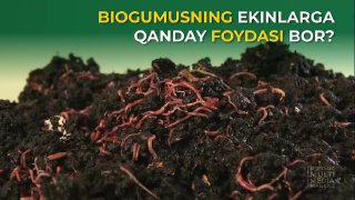 BIOGUMUSNING EKINLARGA QANDAY FOYDASI BOR?