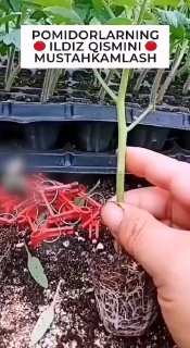 agromaslahat