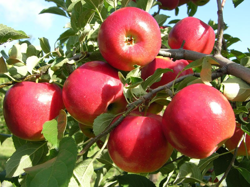 savol_javoblar
