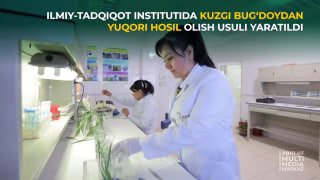 ILMIY-TADQIQOT INSTITUTIDA KUZGI BUG‘DOYDAN YUQORI HOSIL OLISH USULI YARATILDI