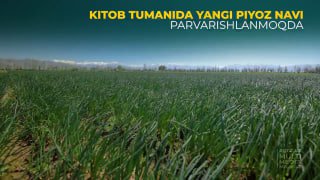 KITOB TUMANIDA YANGI PIYOZ NAVI PARVARISHLANMOQDA