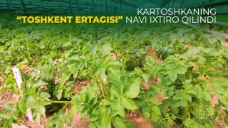 KARTOSHKANING “TOSHKENT ERTAGISI” NAVI IXTIRO QILINDI