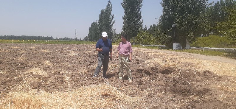 Qishloq xoʼjaligida bilim va innovatsiyalar milliy markazi Bosh direktori Аlisher Toʼraev Don va dukkakli ekinlar ilmiy tadqiqot institutiga tashrif buyurib, kuzgi bugʼdoyni ertapishar “ULTRА”…
