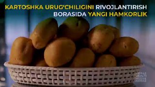 KARTOSHKA URUG‘CHILIGINI RIVOJLANTIRISH BORASIDA YANGI HAMKORLIK