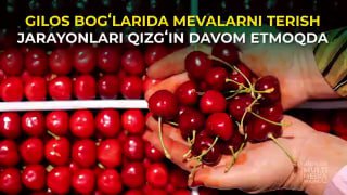 GILOS BOGʻLARIDA MEVALARNI TERISH JARAYONLARI QIZGʻIN DAVOM ETMOQDA