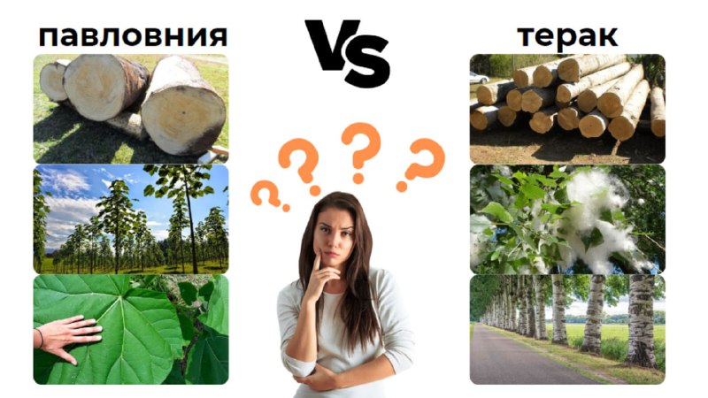 Pavlovniyaning terakdan afzalliklari: