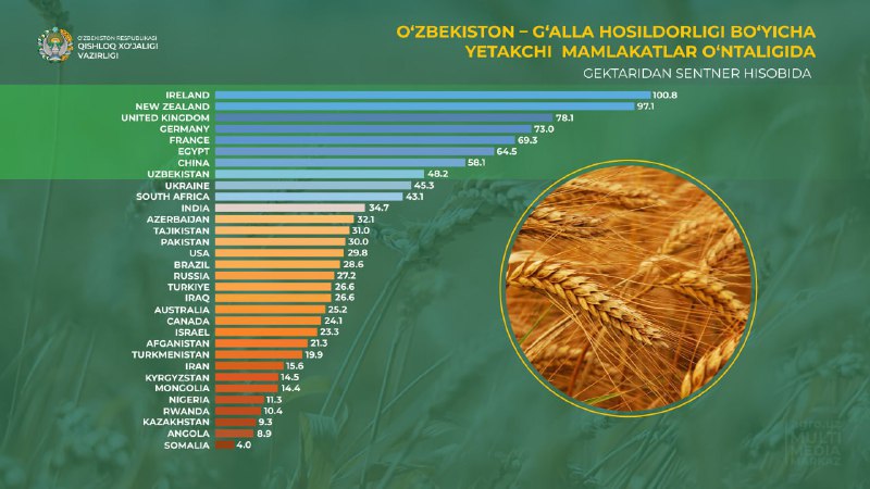 O‘zbekiston g‘alla hosildorligi bo‘yicha yetakchi mamlakatlar o‘ntaligidan joy oldi