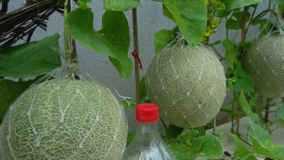 Agrotavsiya