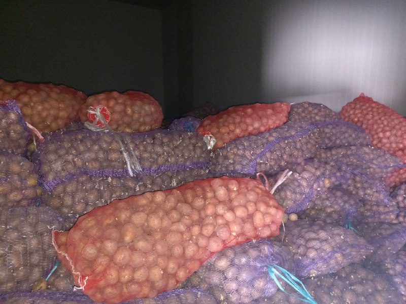 Toshkent viloyati Agroxizmatlar markazi xodimlari viloyatning Yuqori Chirchiq, Bo'stonliq, Yangiyo'l va Parkent tumanlari fermer va dehqon xo'jaliklari tomonidan ekilgan kartoshka sifatini…